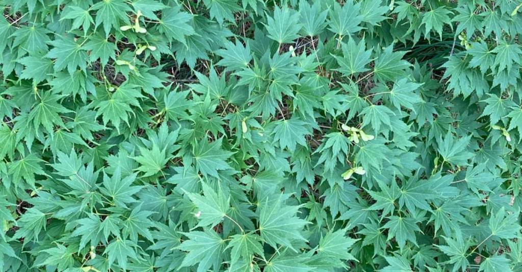 Process / Inspiration