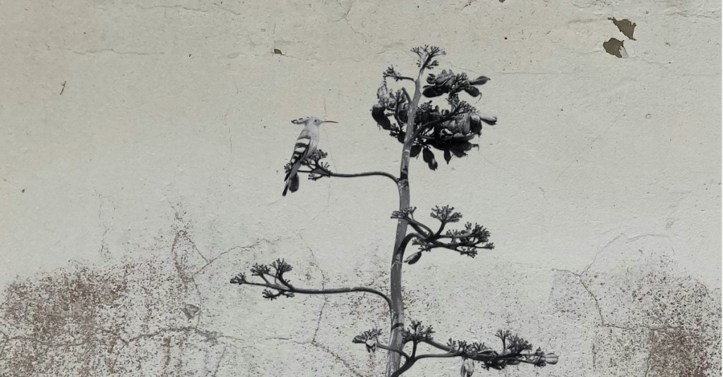 Product Update – The&nbsp;Hoopoe