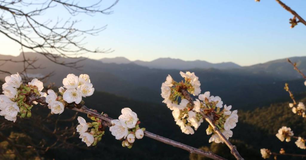 Product Update – The Cherry&nbsp;Tree